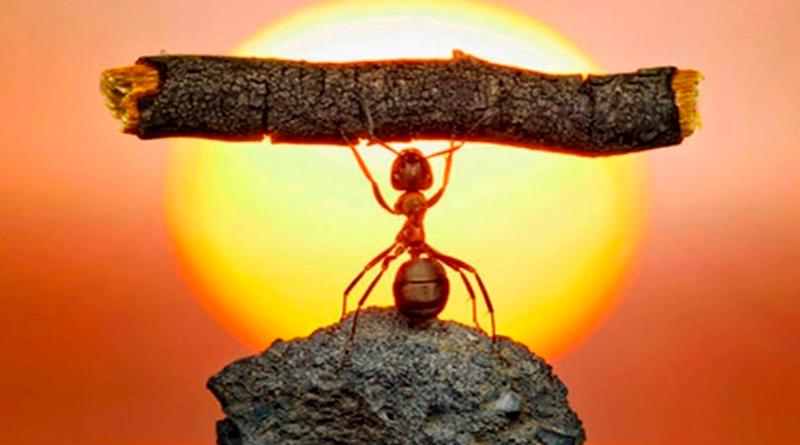 Materiais de Referência e Padrões de Impureza da PHARMAFFILIATES